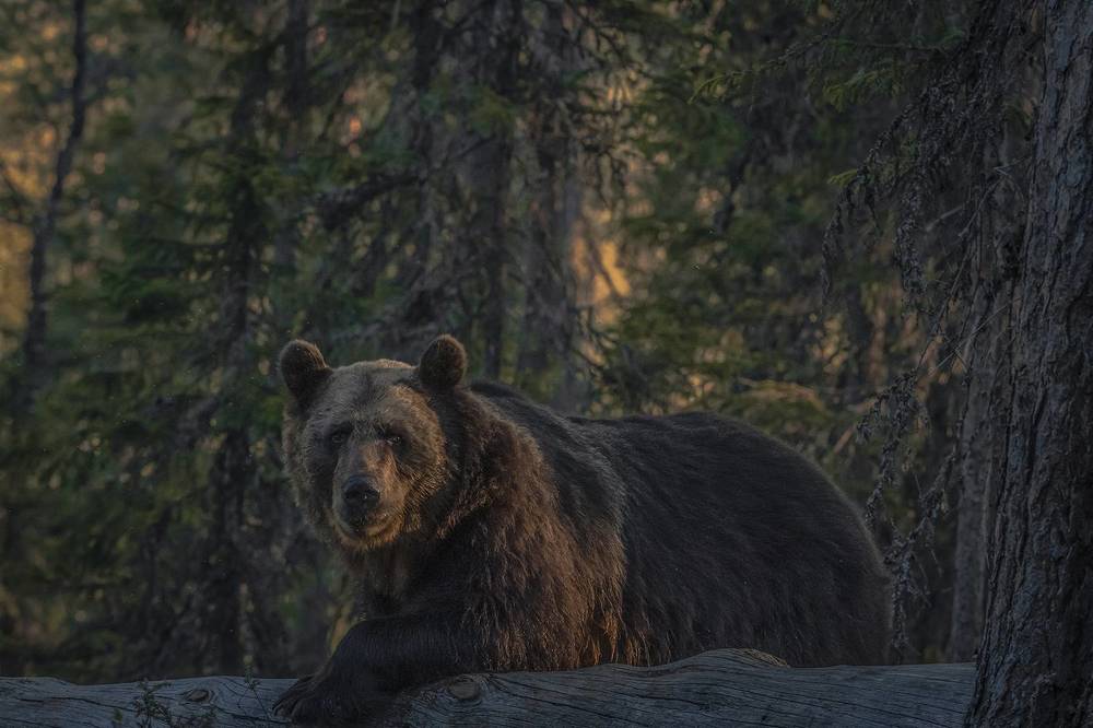 Photograph by Ernestas Balcikonis