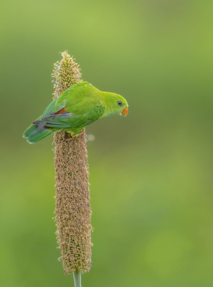 Photograph by Anindita Datta Muhuri