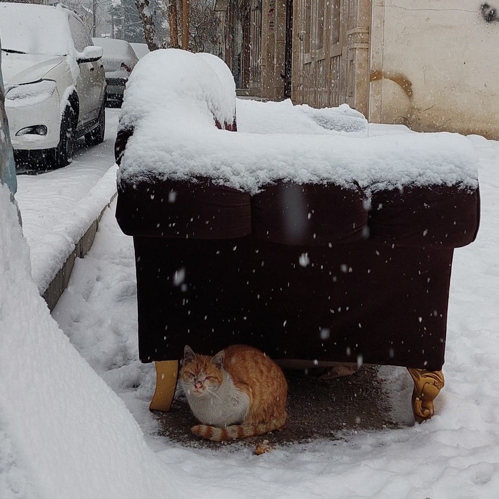 Photo #8900544