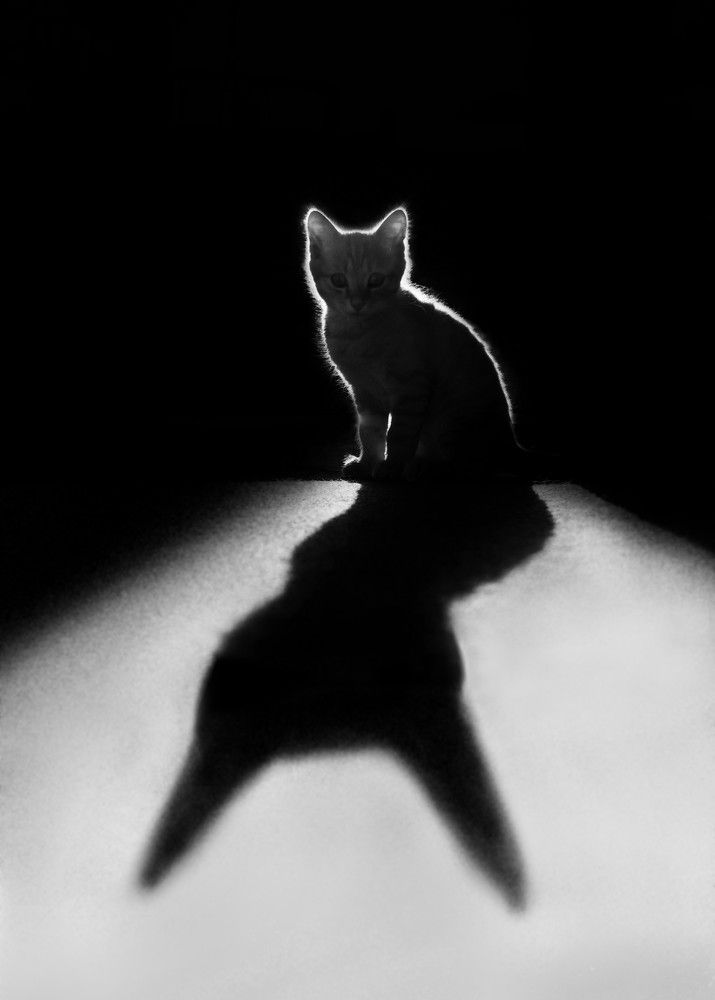 Фотография автора Рохмистрова Мария