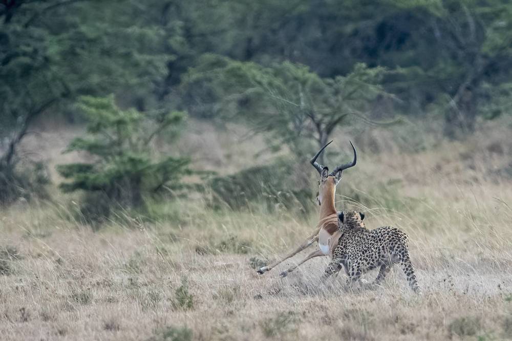 " The struggle for existence"