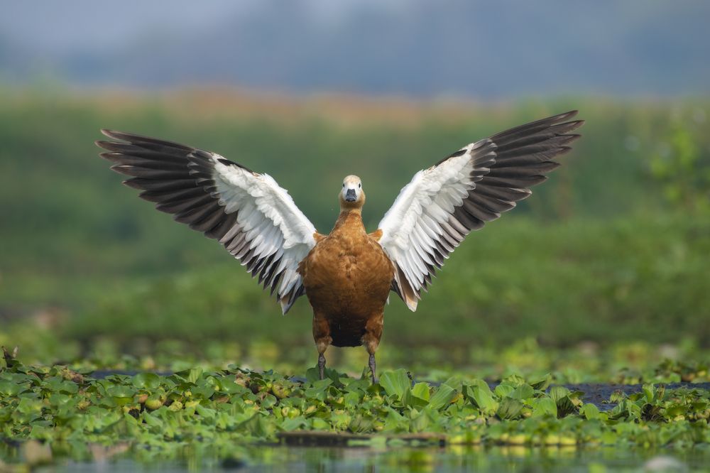 Photograph by Anindita Datta Muhuri