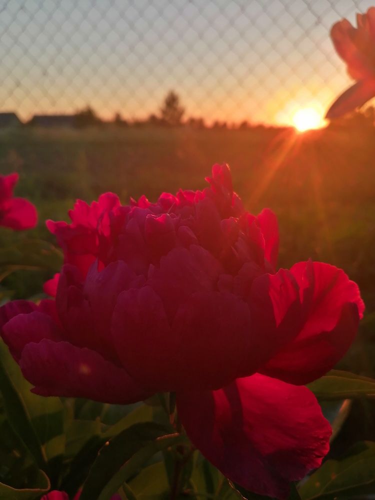 Photograph by Светлана Беженар