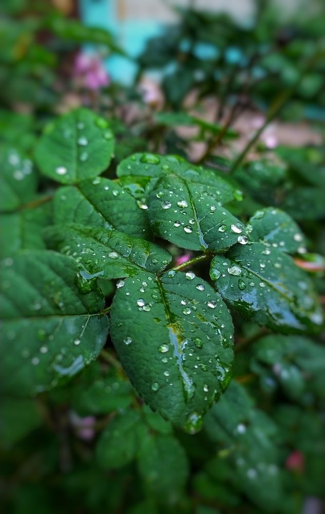 Photograph by ValentinaK