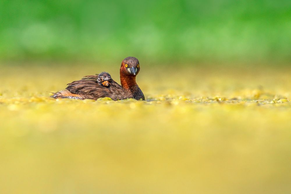 Фотография автора NILANJAN GOSWAMI