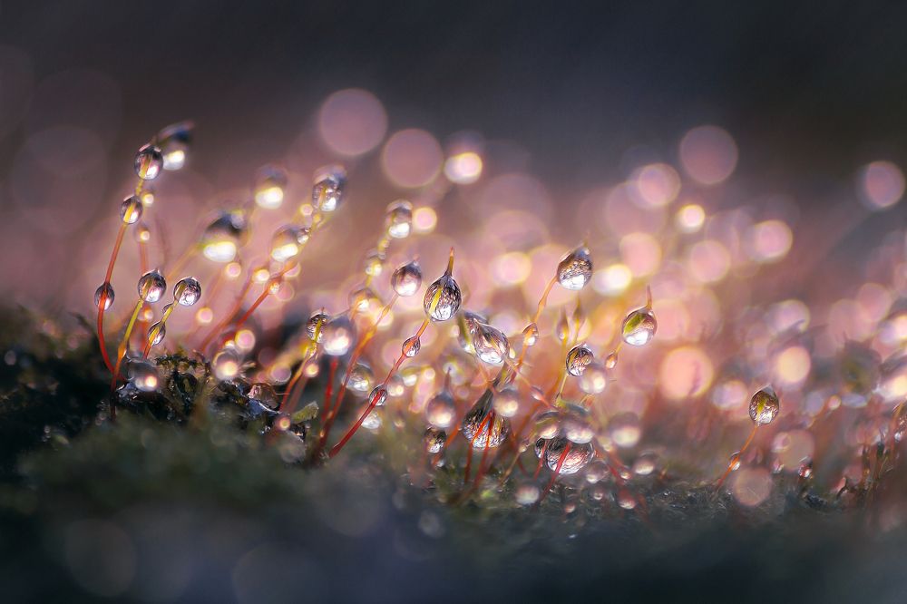 Если приглядеться и под ногами сказка...