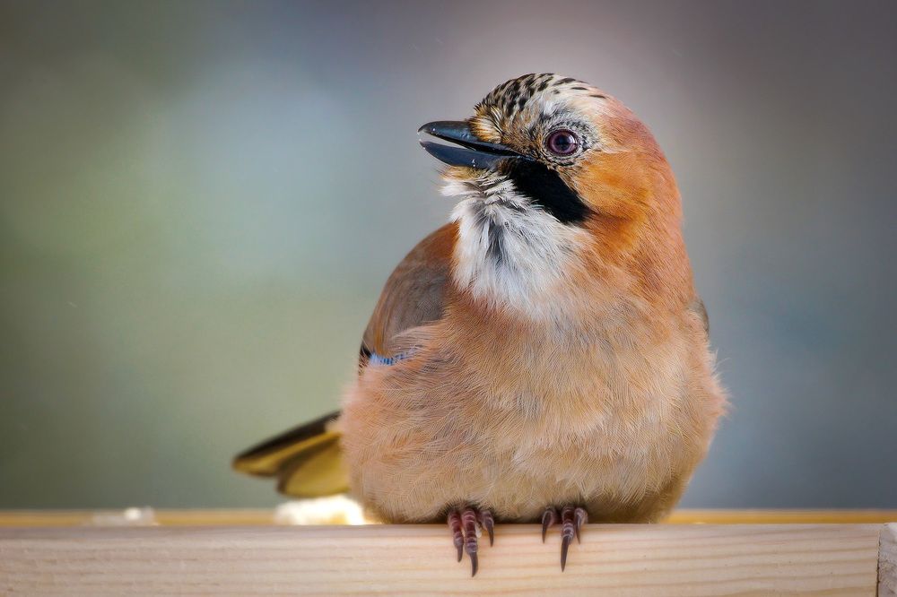 Photograph by Тябин Владислав