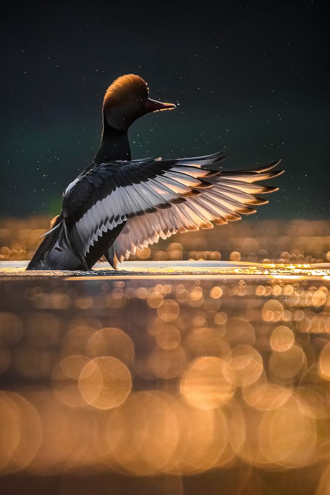 Фотография автора NILANJAN GOSWAMI