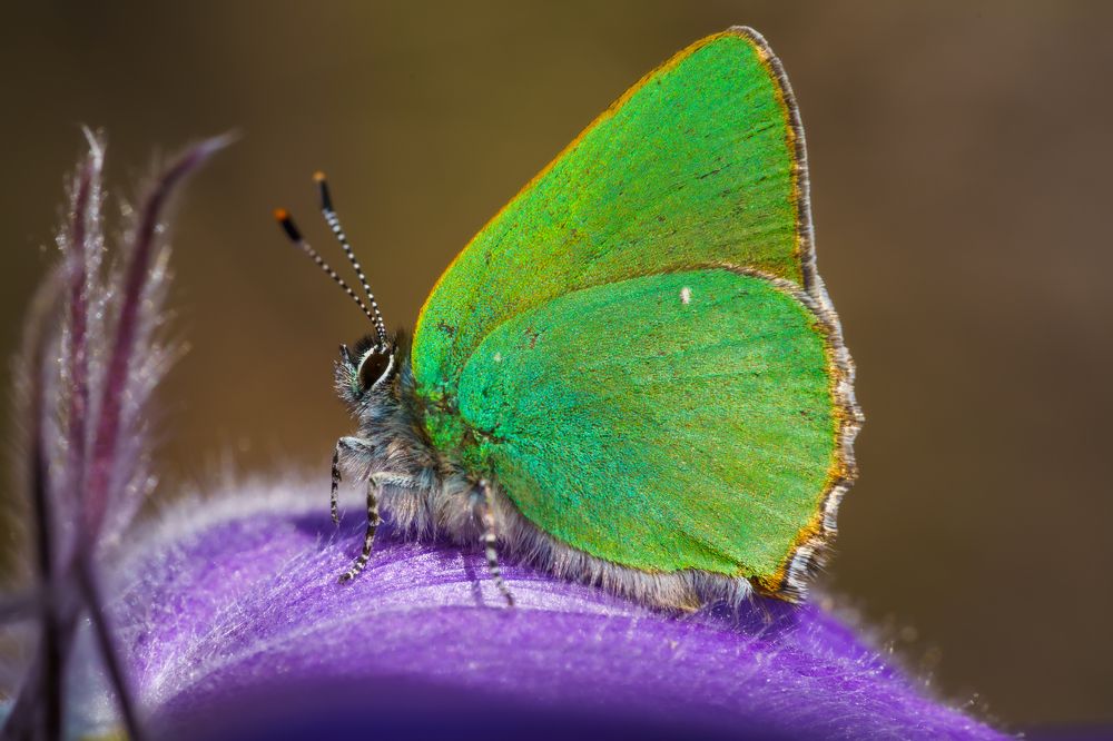 Весенние пробуждение