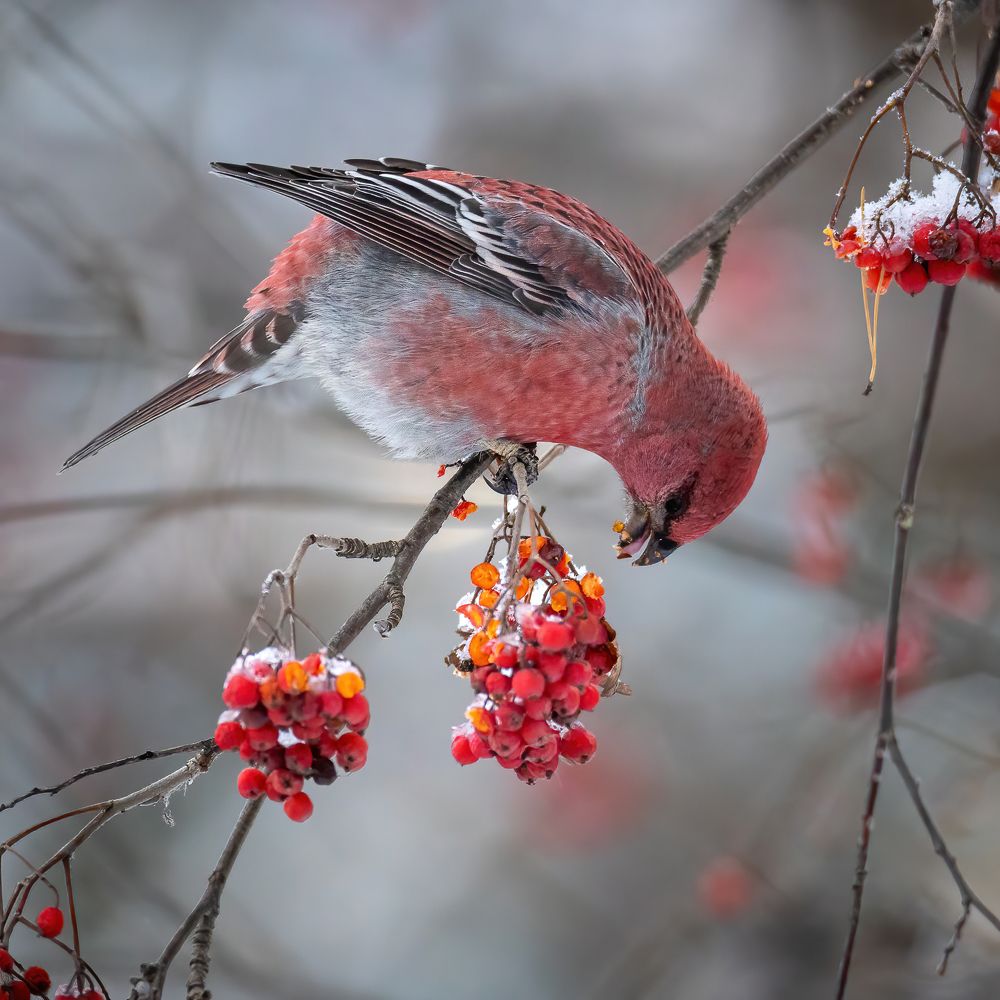 Photograph by Дина Нестеркова