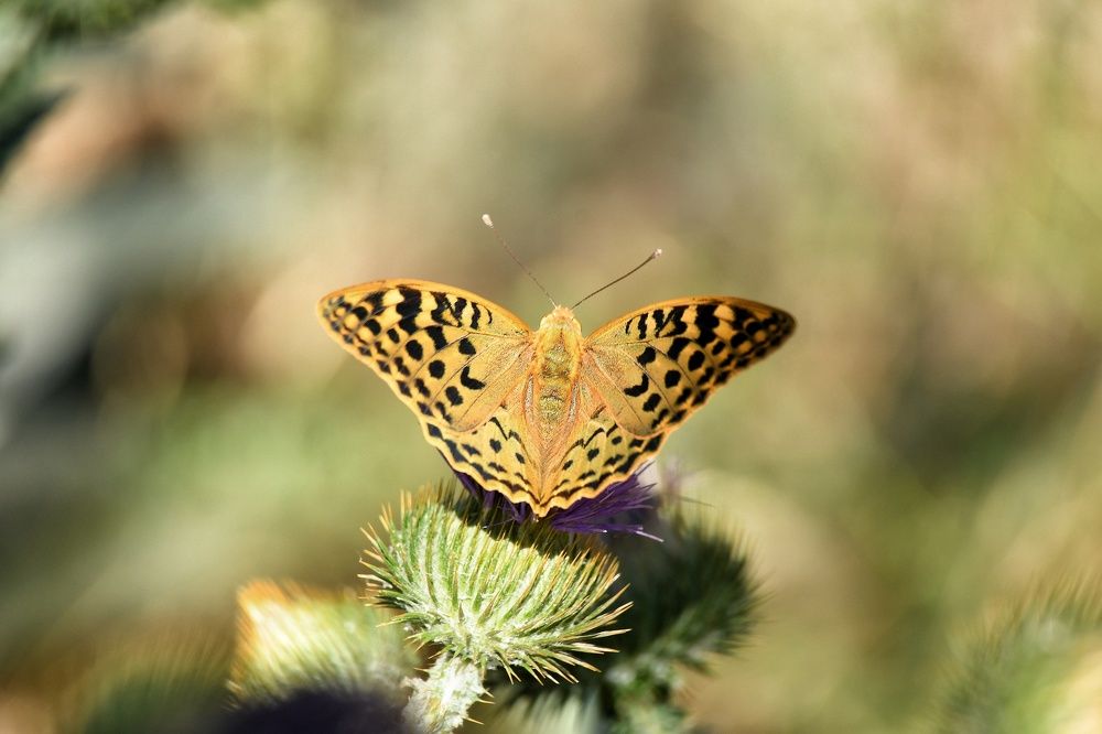 Photograph by Анастасия Винокурова