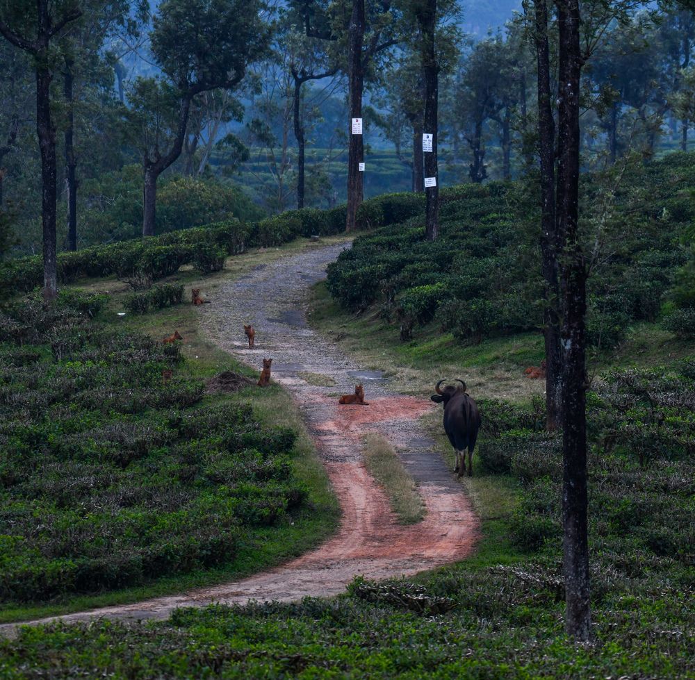 Photograph by Dhayanand