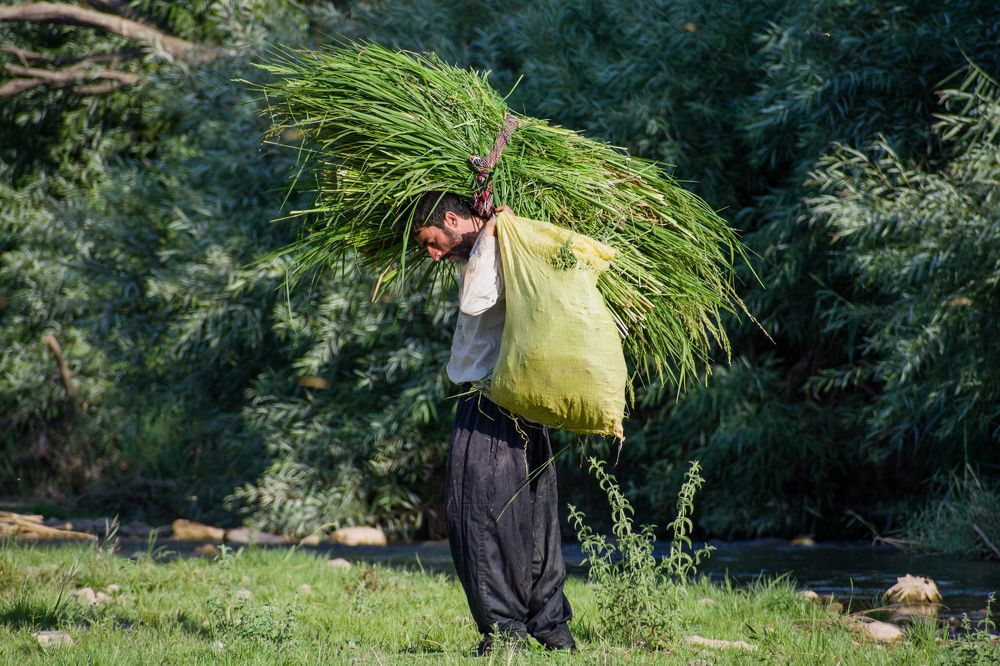 Photograph by امید امیدی
