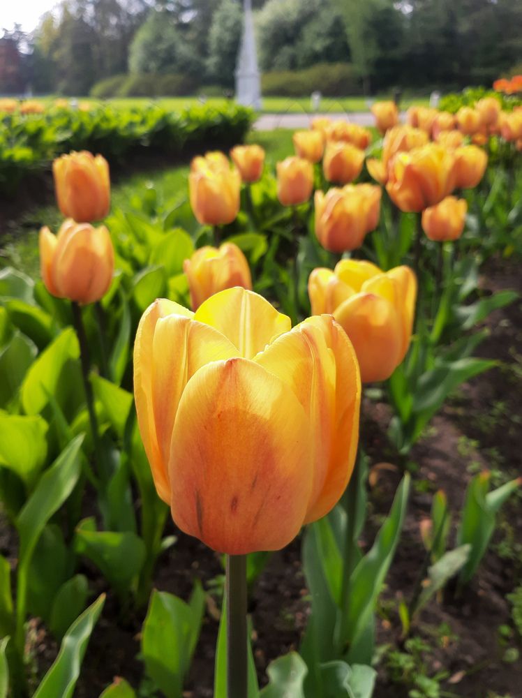 Фотография автора Светлана Дунаева