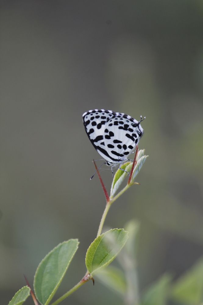 Mini Zebra Butterfly