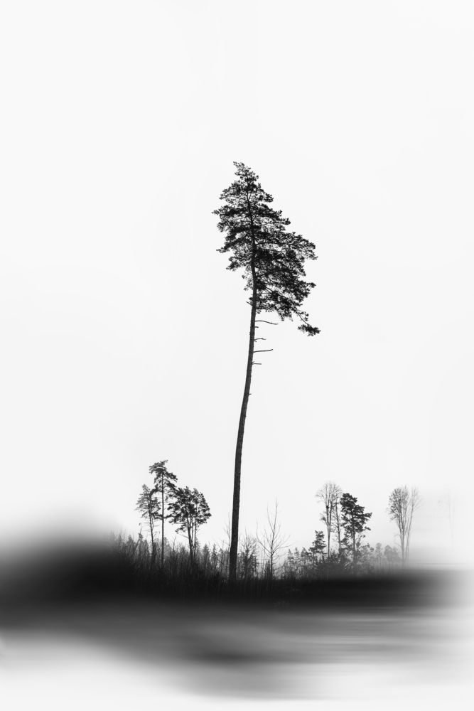 Winter. Black silhouettes of trees on a background of white snow.
