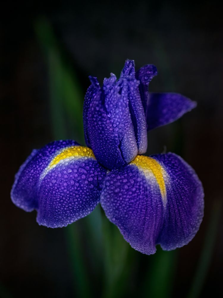 Фотография автора Alena Gersicova