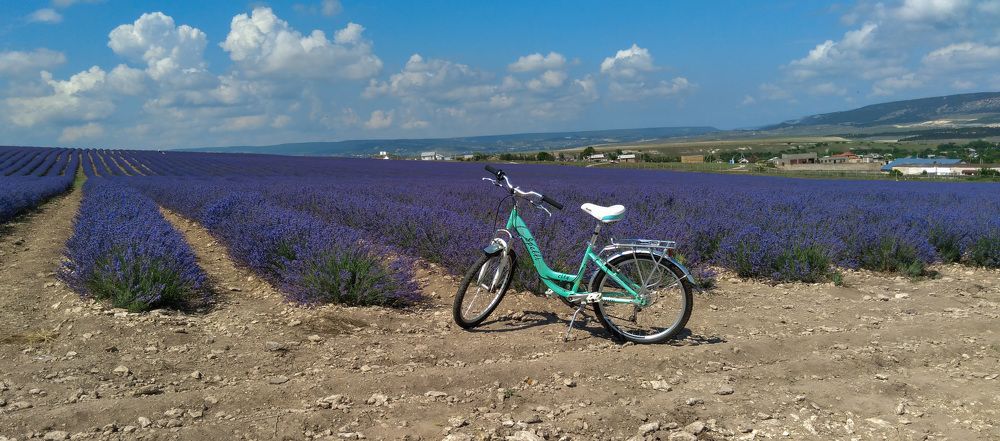 Лето. Лаванда. Случайный велик.