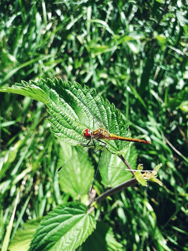 Быстрый летчик