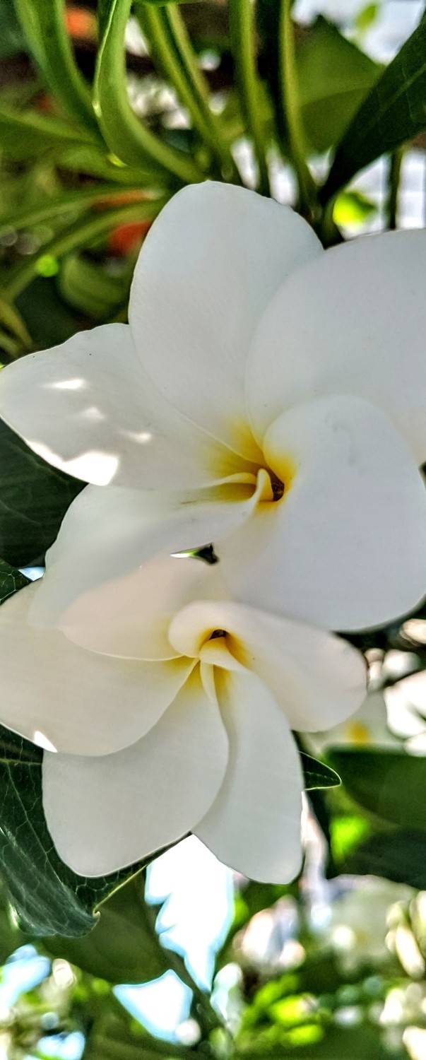 Flor do Karibe