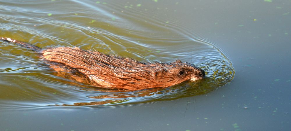 Фотография автора Антип