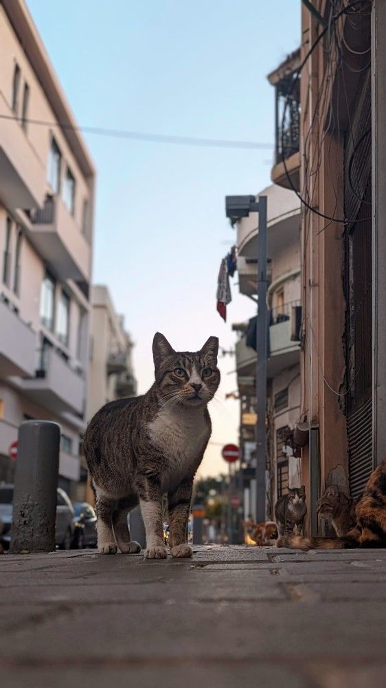 Tel Aviv's cats