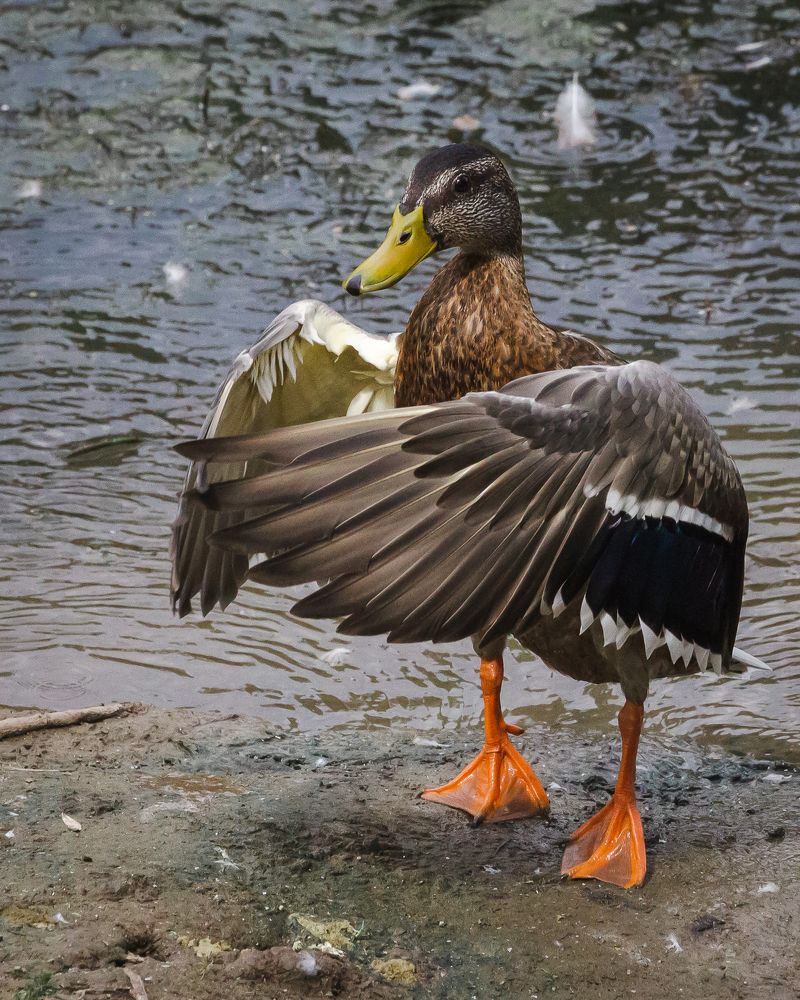 Photograph by Сурков Владимир