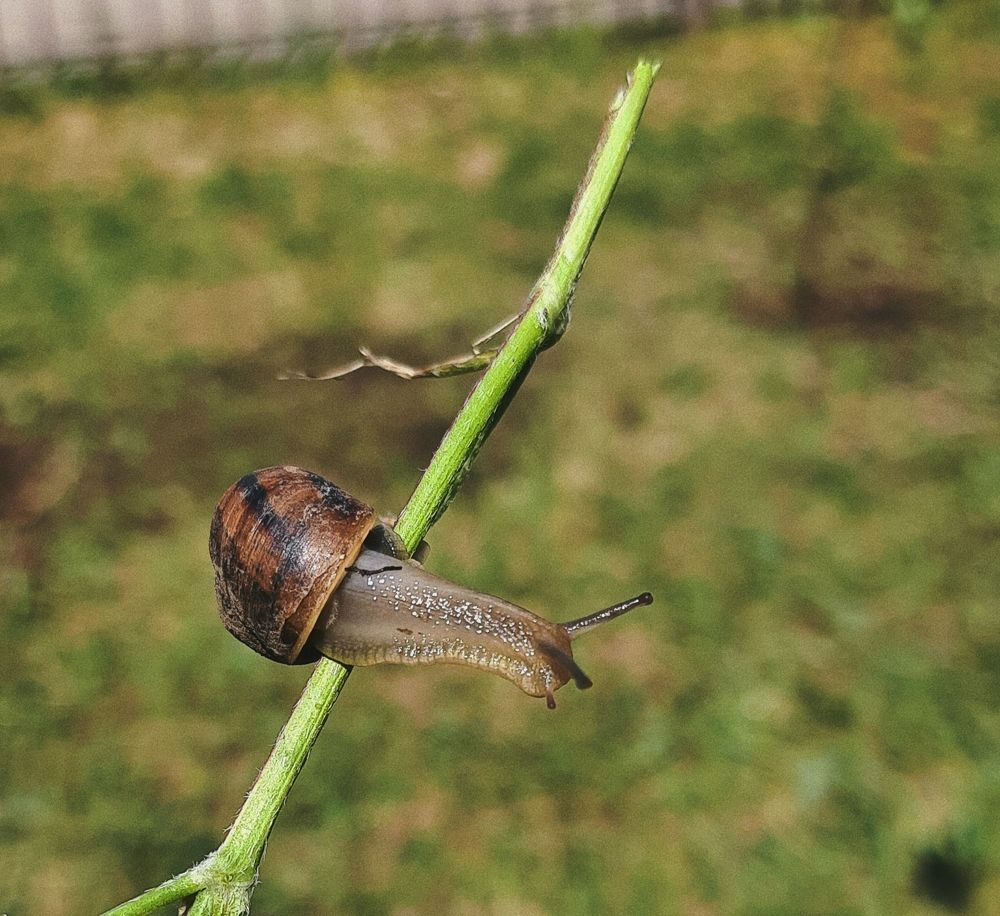 Фотография автора Eva Evstropova