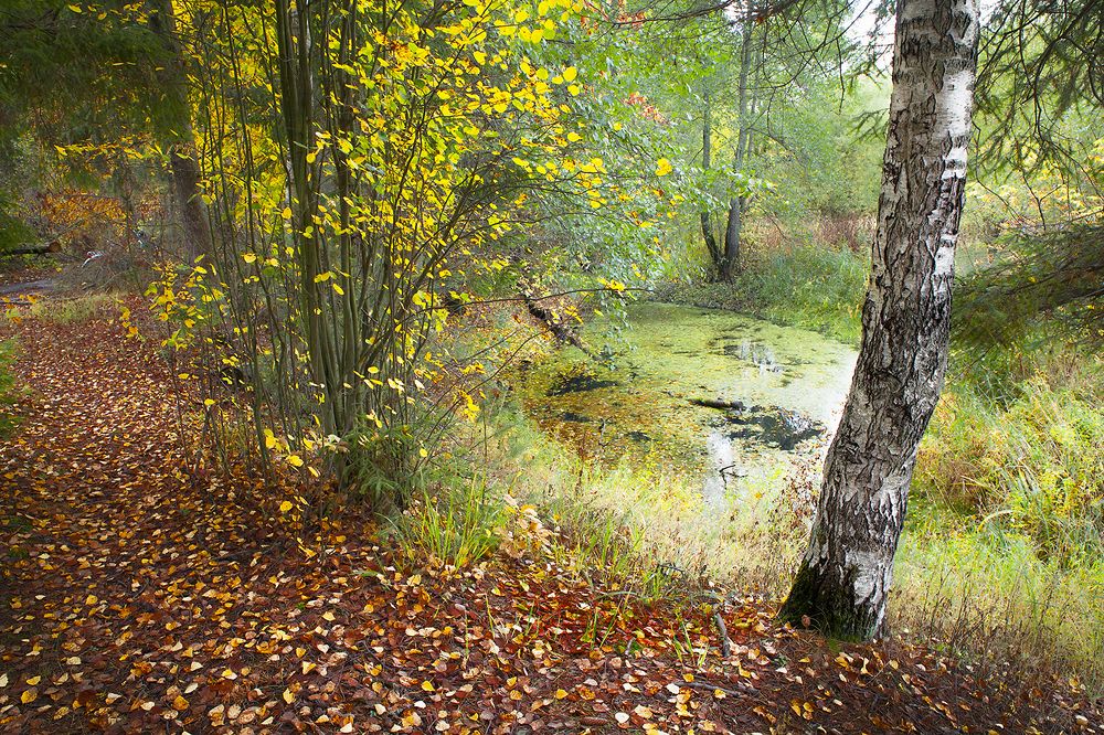 Кленовый день сентября