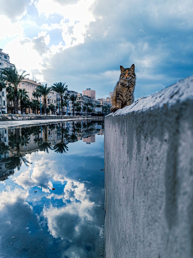 Фотография автора Ahmed Flex