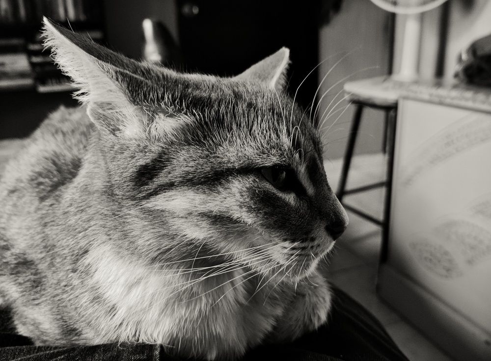Photo #8902676