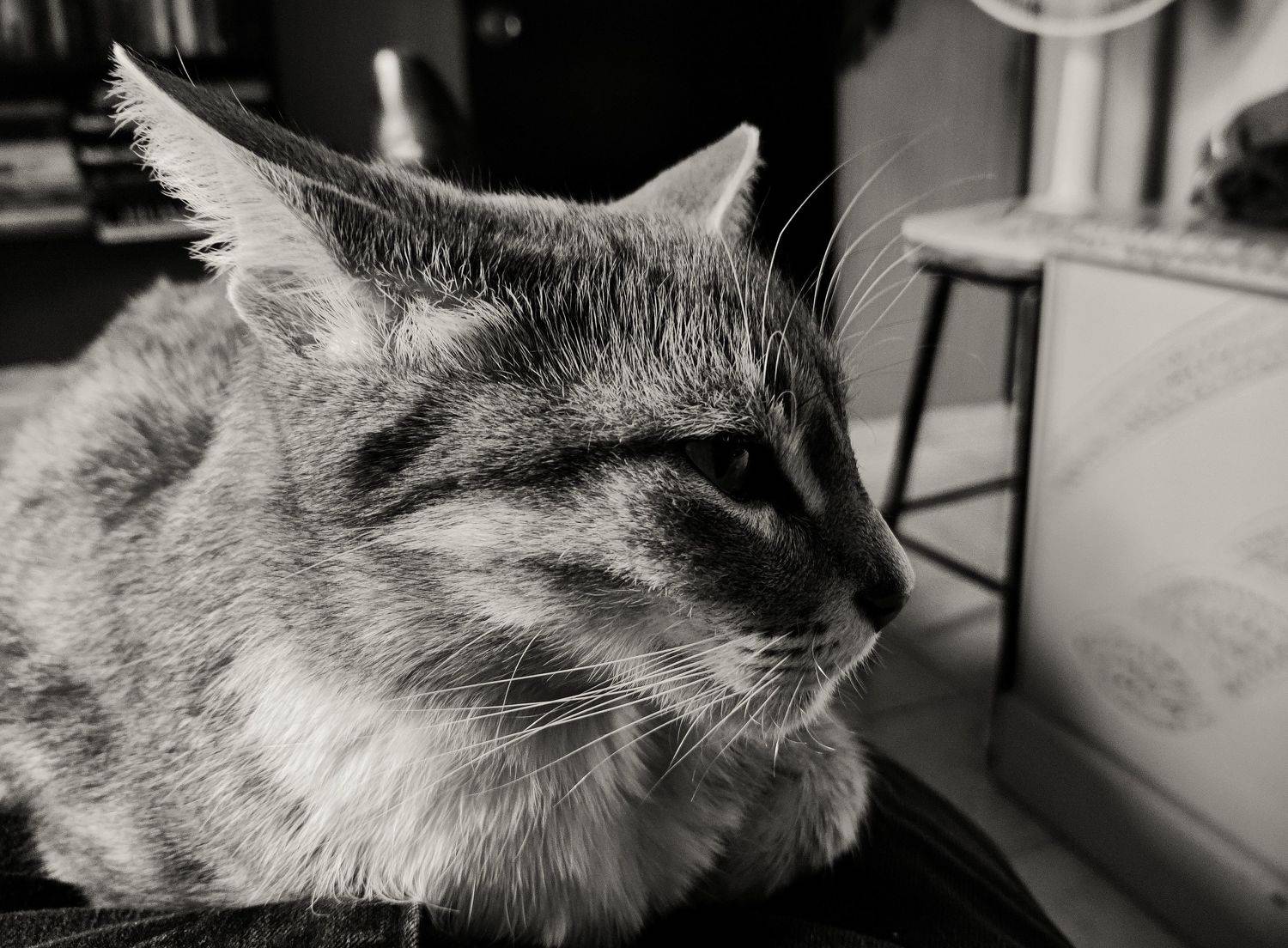 Photo #8902676