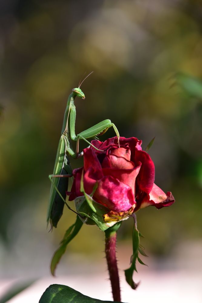 Photograph by Светлана Ивановна