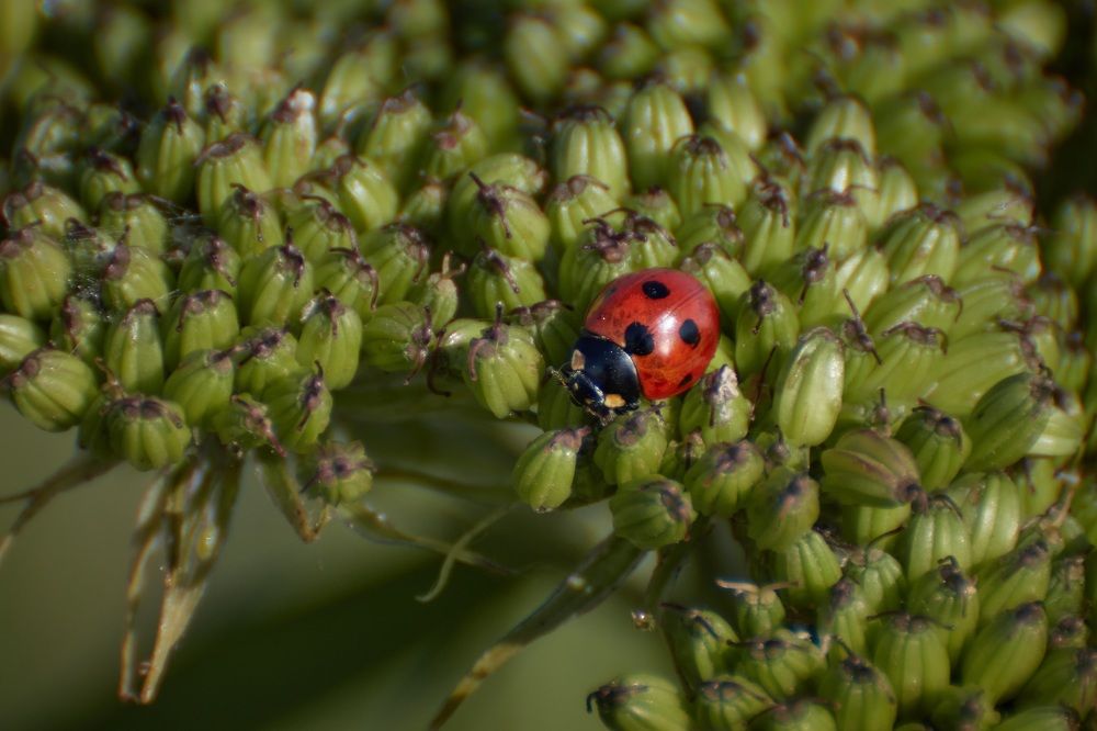 Photograph by Анастасия Рубан