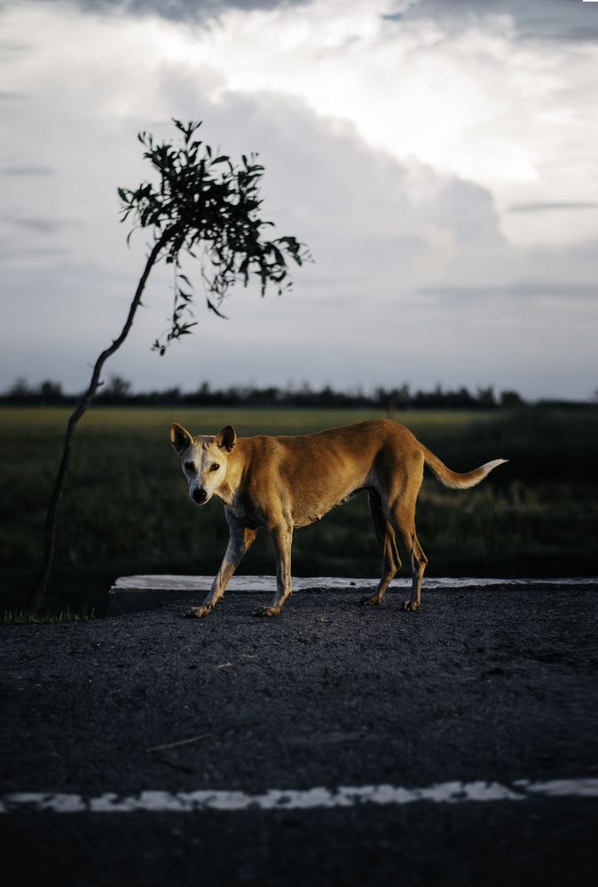 Hunter dog