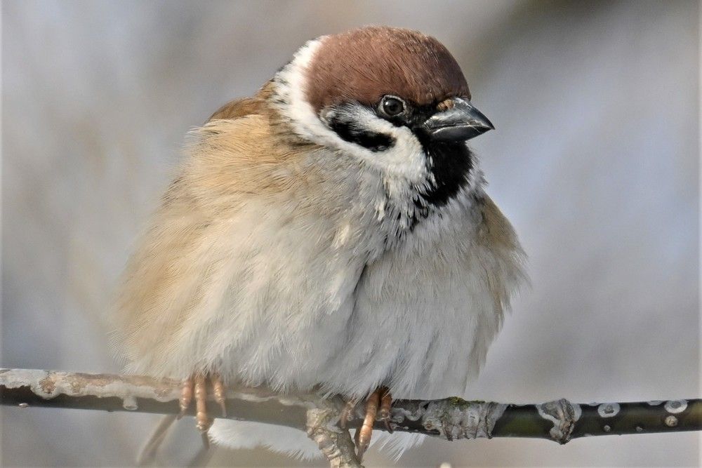 Фотография автора IRINA FILIPPOVA