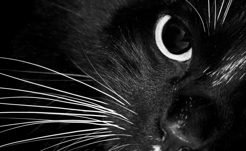 Whiskers