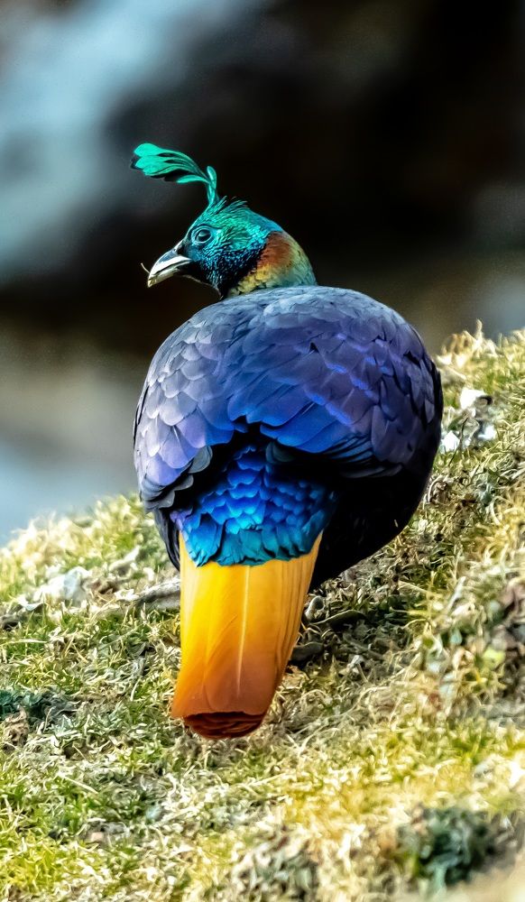 Photograph by Srivatsan s