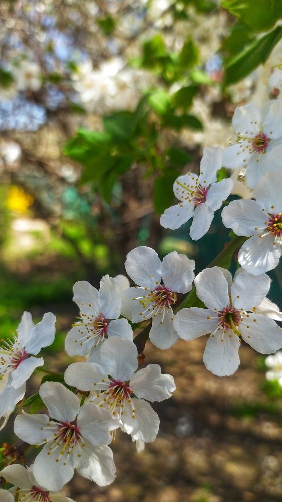 Photograph by ValentinaK