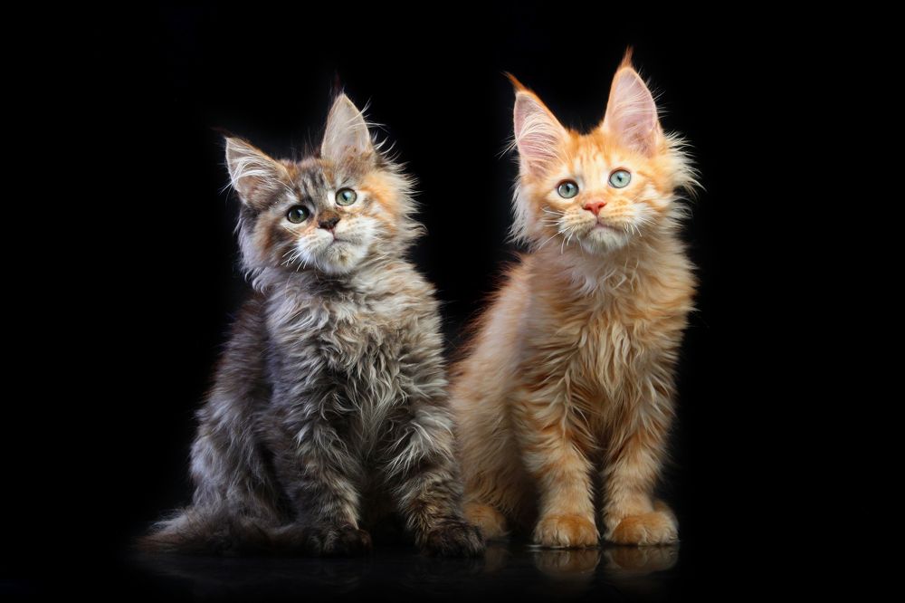 Lily and Levushka of Gross Team, maine coon