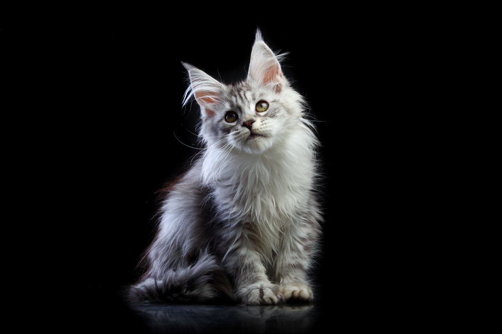 Laiza of Gross Team, maine coon