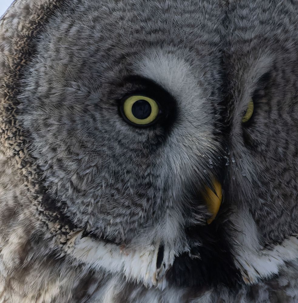 Photograph by Светлана Холодняк