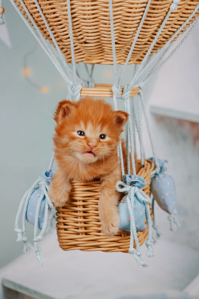 Photograph by Стрижаченко Инга