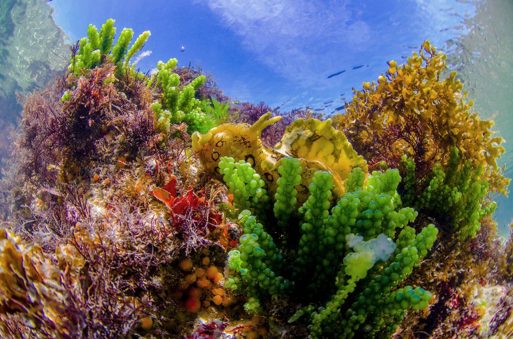 Photograph by ANTONIO RUVER BANDEIRA