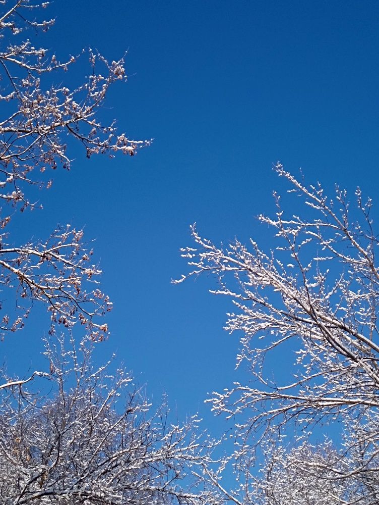 Snow-covered tree branches on a blue background