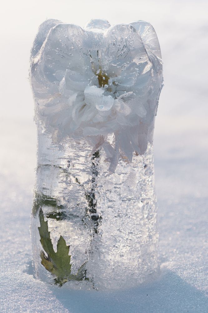 Цветы во льду