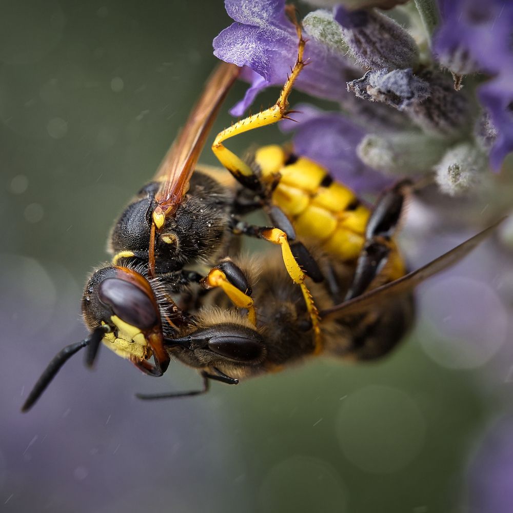 Photograph by Lorga Nuno