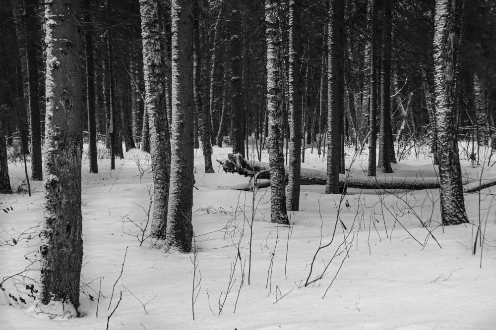 Фотография автора Сусанна Галоян