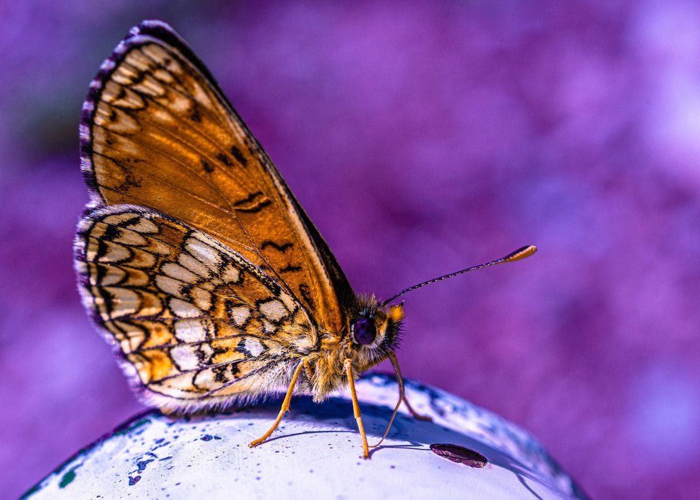 Photograph by Marin Karastoianov