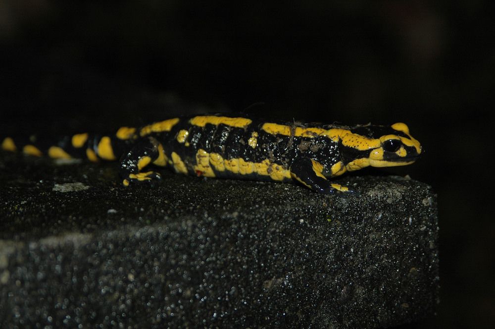 Photograph by Диана Ульянцева